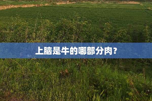 上脑是牛的哪部分肉？