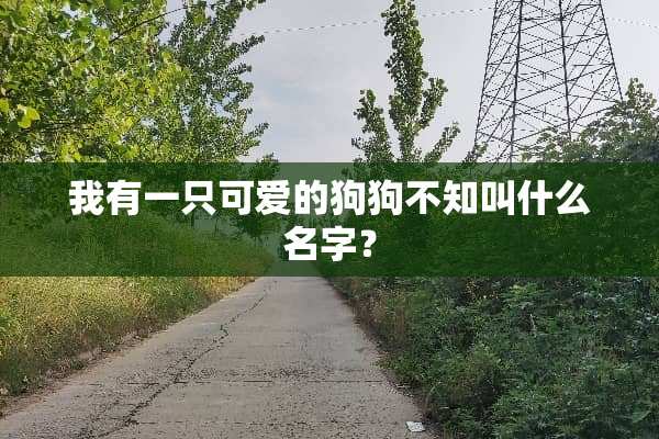 我有一只可爱的狗狗不知叫什么名字？