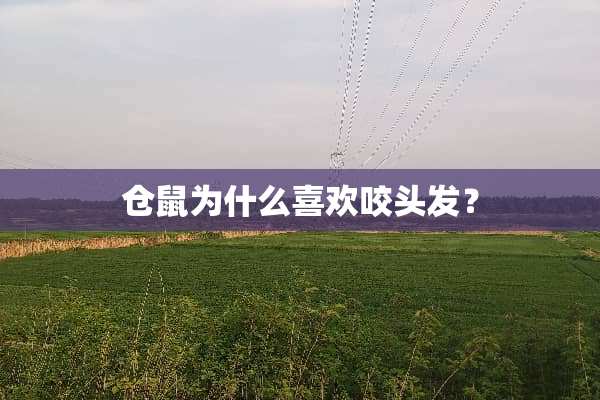 仓鼠为什么喜欢咬头发？