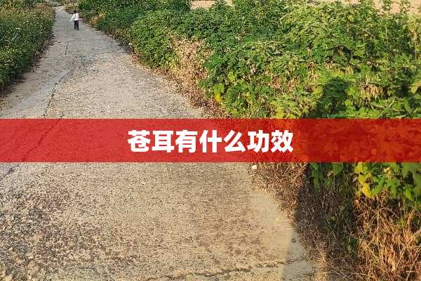 苍耳有什么功效