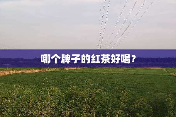 哪个牌子的红茶好喝？