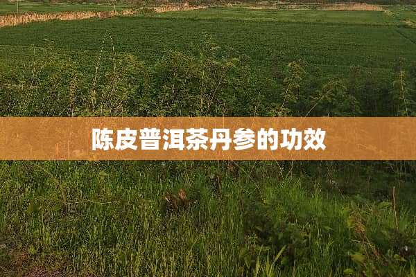 陈皮普洱茶丹参的功效