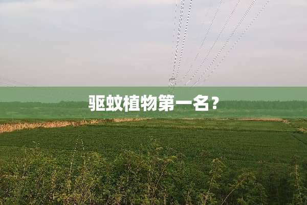 驱蚊植物第一名？
