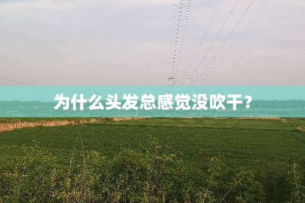 为什么头发总感觉没吹干？