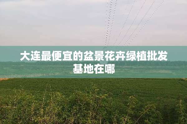 大连最便宜的盆景花卉绿植批发基地在哪