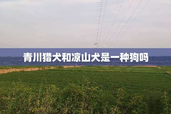 青川猎犬和凉山犬是一种狗吗
