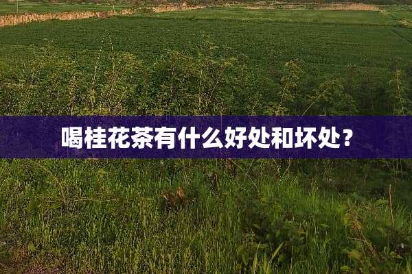 喝桂花茶有什么好处和坏处？