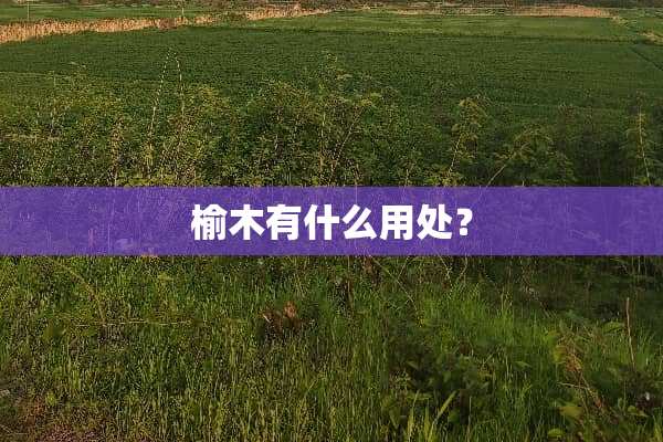 榆木有什么用处？