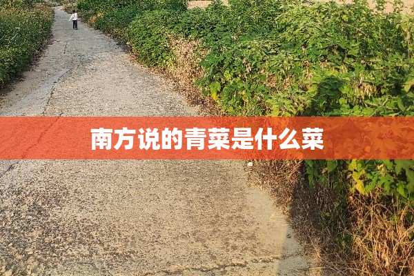 南方说的青菜是什么菜