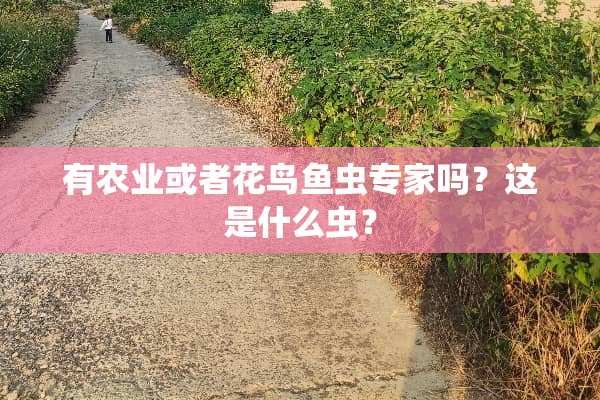 有农业或者花鸟鱼虫专家吗？这是什么虫？