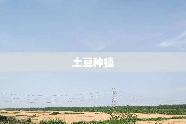 土豆种植