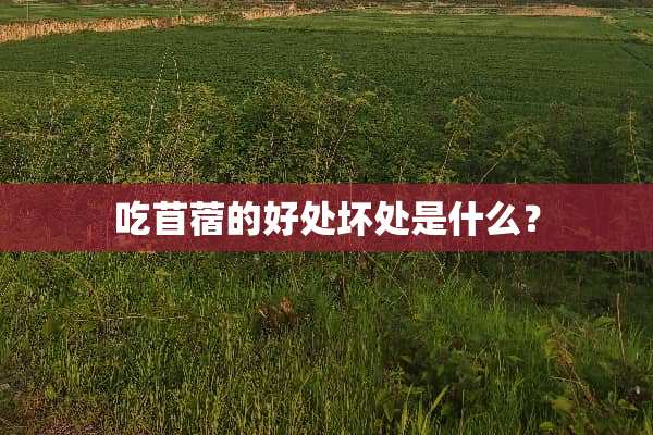吃苜蓿的好处坏处是什么？