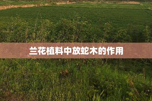 兰花植料中放蛇木的作用