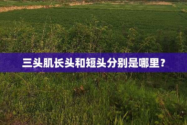三头肌长头和短头分别是哪里？