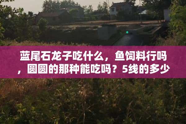 蓝尾石龙子吃什么，鱼饲料行吗，圆圆的那种能吃吗？5线的多少钱一只？