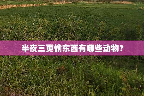 半夜三更偷东西有哪些动物？