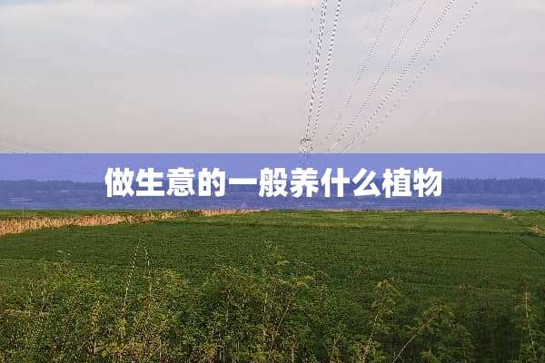做生意的一般养什么植物