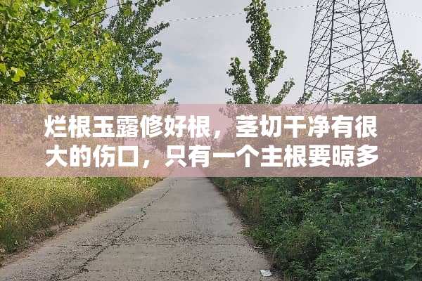 烂根玉露修好根，茎切干净有很大的伤口，只有一个主根要晾多久？