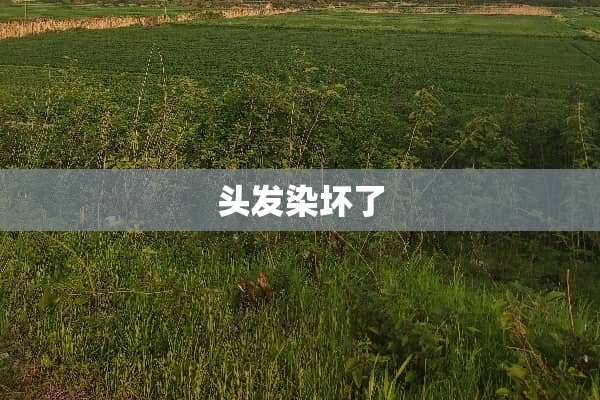 头发染坏了