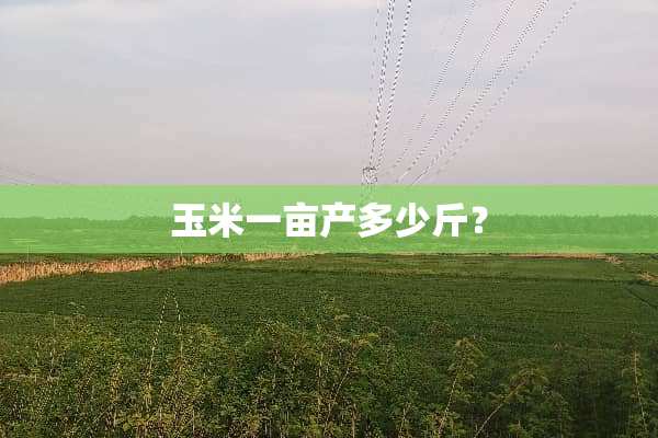 玉米一亩产多少斤？