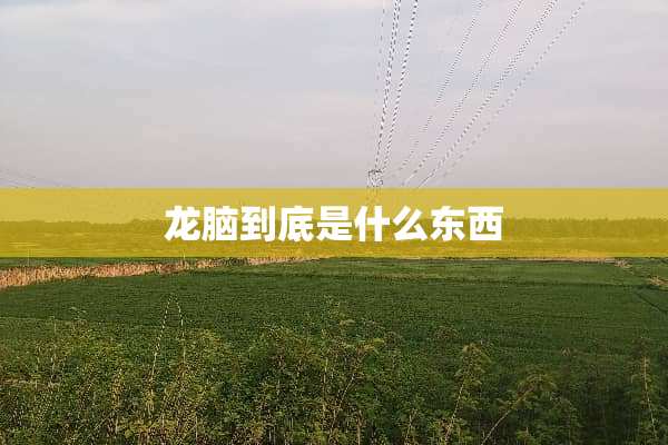 龙脑到底是什么东西