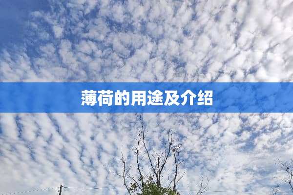 薄荷的用途及介绍