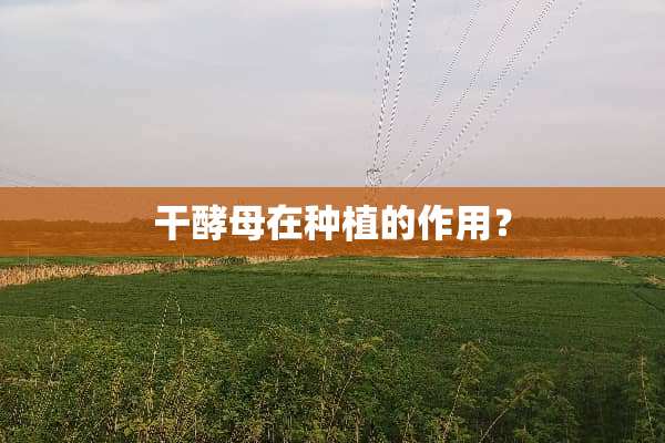 干酵母在种植的作用？