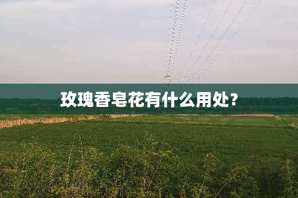 玫瑰香皂花有什么用处？