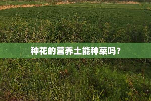 种花的营养土能种菜吗？