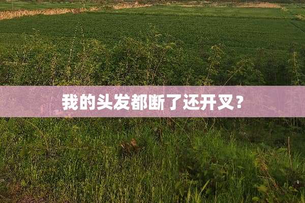 我的头发都断了还开叉？
