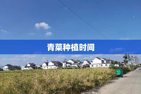 青菜种植时间