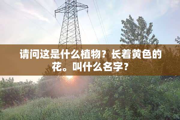 请问这是什么植物？长着黄色的花。叫什么名字？