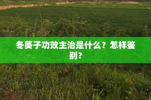 冬葵子功效主治是什么？怎样鉴别？