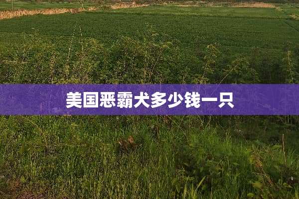 美国恶霸犬多少钱一只