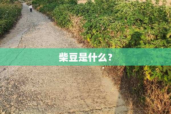 柴豆是什么？