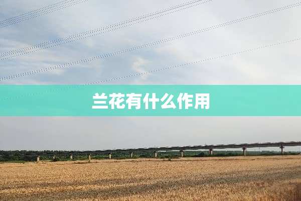 兰花有什么作用