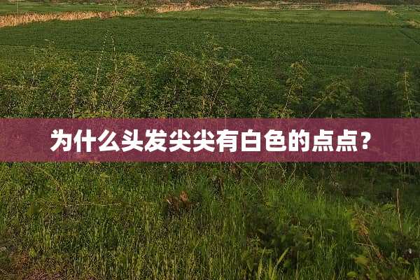 为什么头发尖尖有白色的点点？