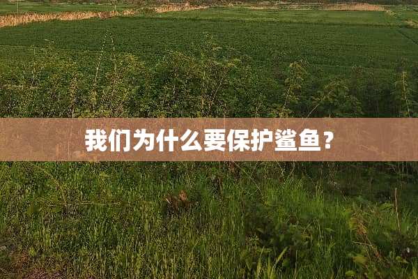 我们为什么要保护鲨鱼？
