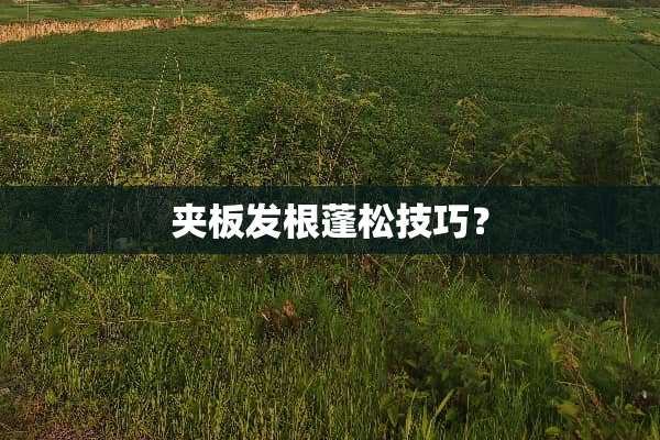 夹板发根蓬松技巧？