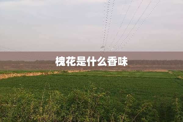 槐花是什么香味
