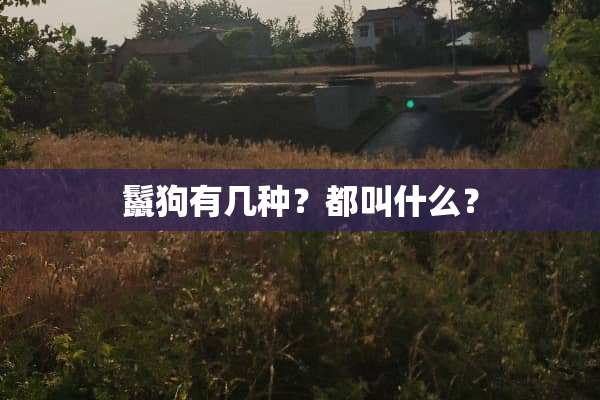鬣狗有几种？都叫什么？