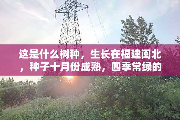这是什么树种，生长在福建闽北，种子十月份成熟，四季常绿的乔木，种子外壳是硬的。