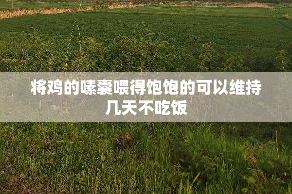 将鸡的嗉囊喂得饱饱的可以维持几天不吃饭
