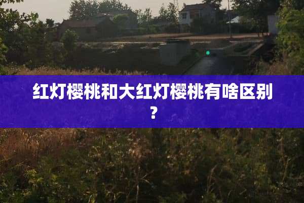 红灯樱桃和大红灯樱桃有啥区别？