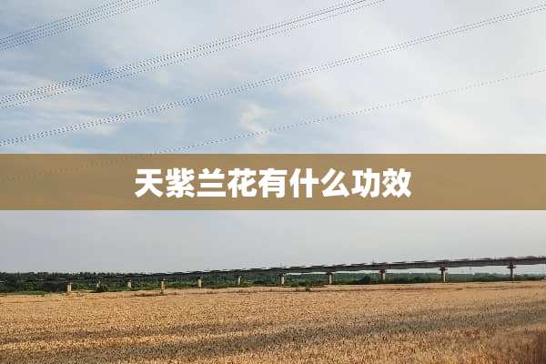 天紫兰花有什么功效