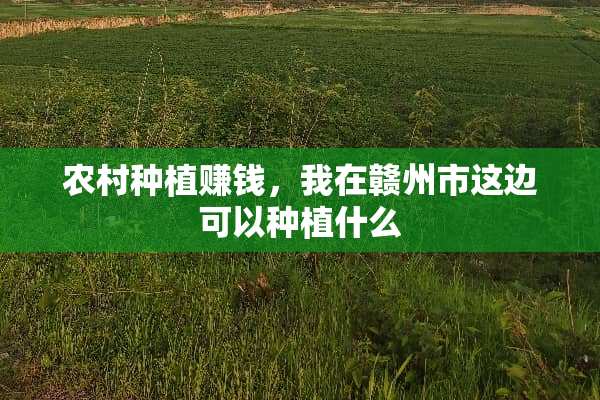 农村种植赚钱，我在赣州市这边可以种植什么