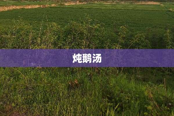炖鹅汤