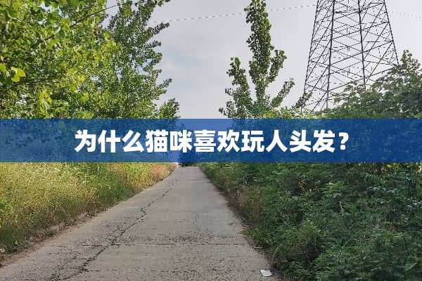 为什么猫咪喜欢玩人头发？