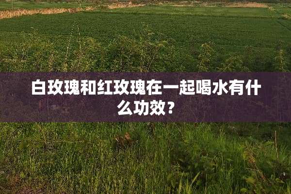 白玫瑰和红玫瑰在一起喝水有什么功效？