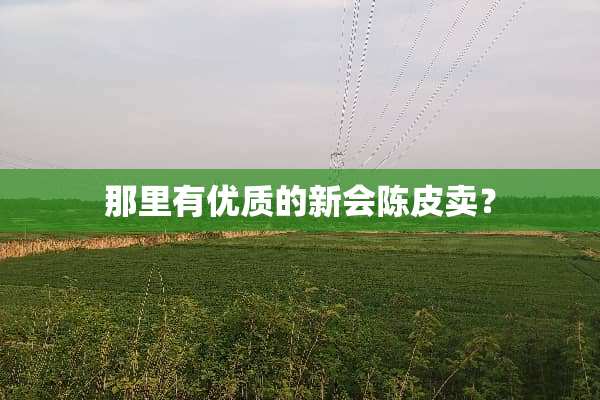 那里有优质的新会陈皮卖？